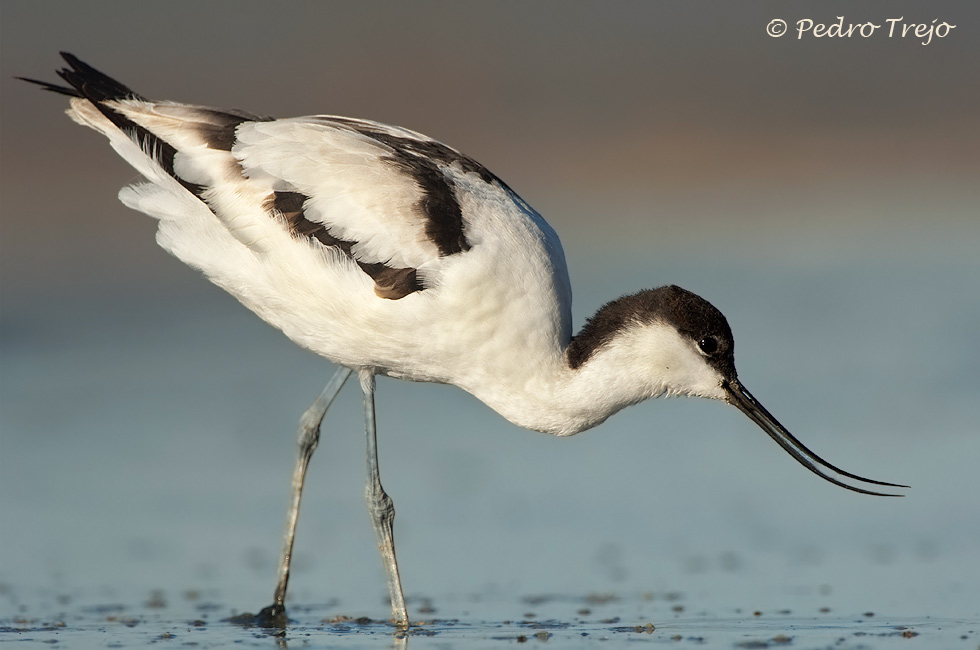 Avoceta (Recurvirostra avosetta)